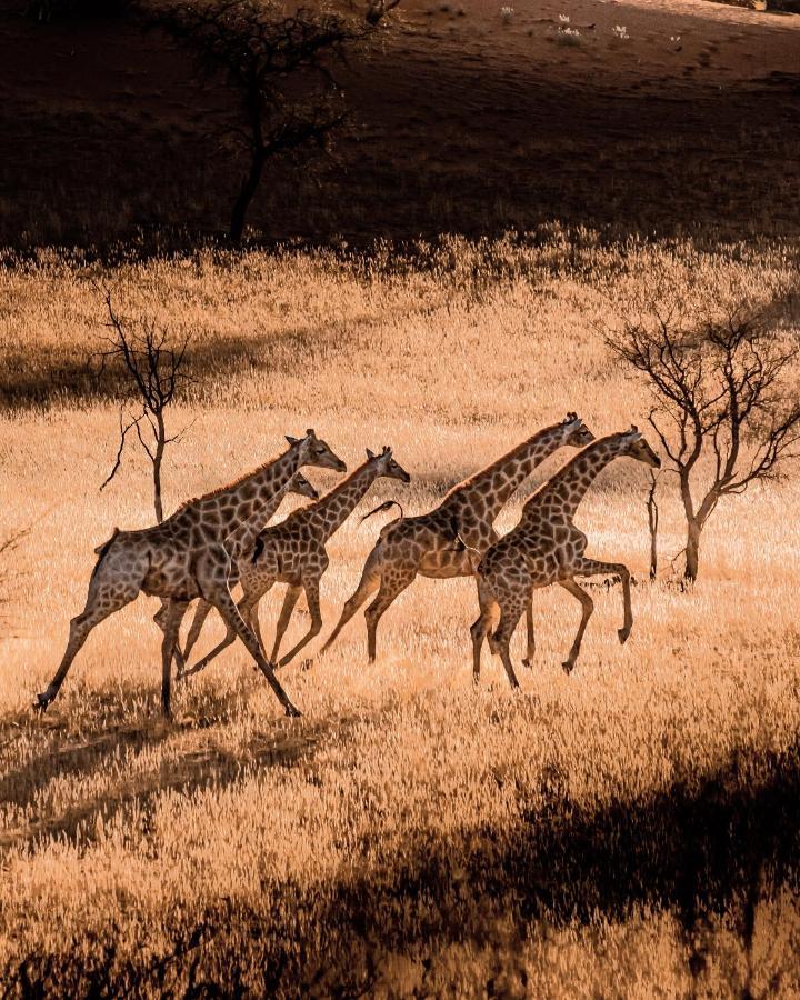 Bagatelle Kalahari Game Ranch Villa Hardap Eksteriør billede