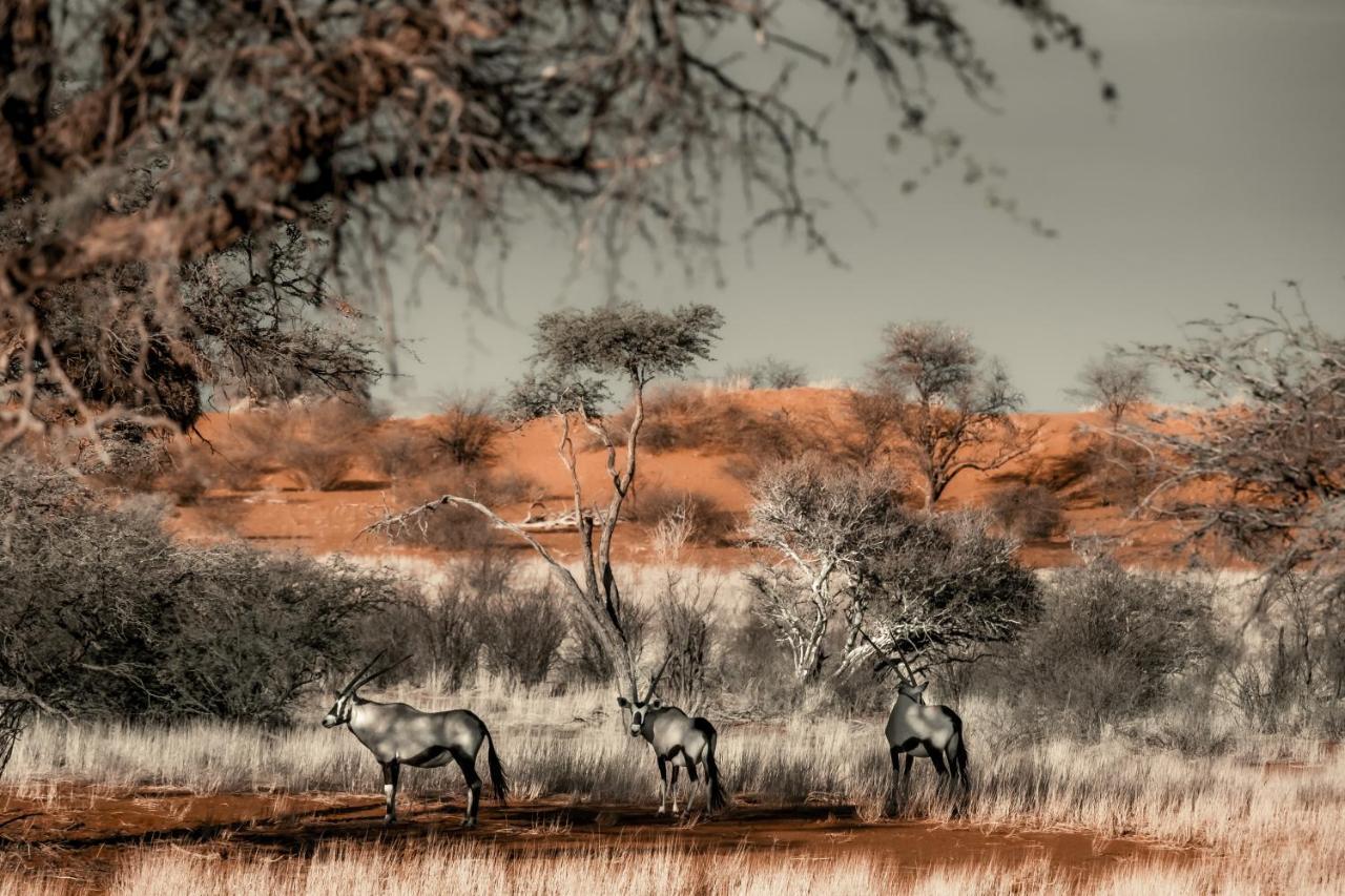 Bagatelle Kalahari Game Ranch Villa Hardap Eksteriør billede